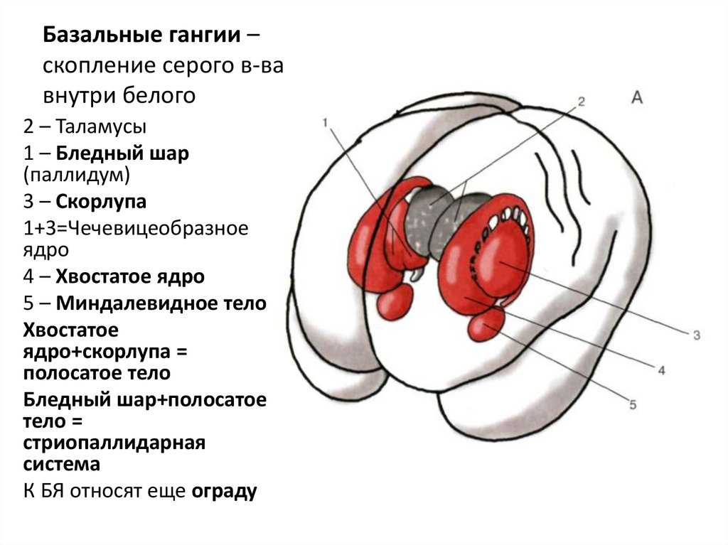 Базальные гангии – скопление серого в-ва внутри белого