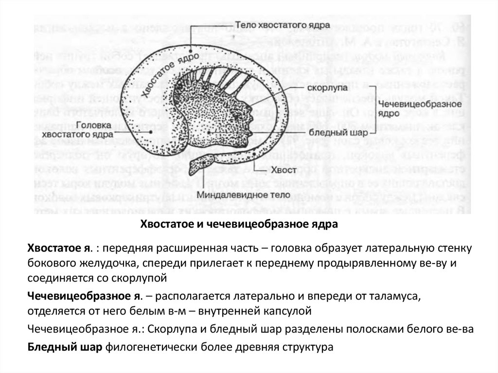Хвостатое и чечевицеобразное ядра