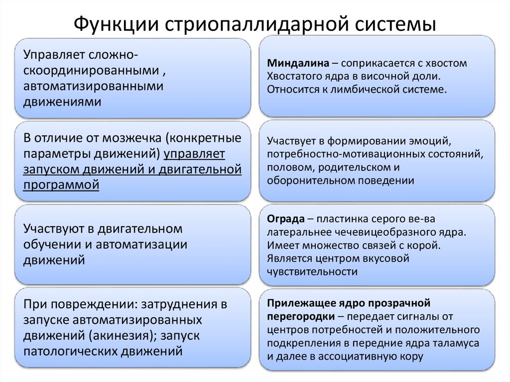 Функции стриопаллидарной системы