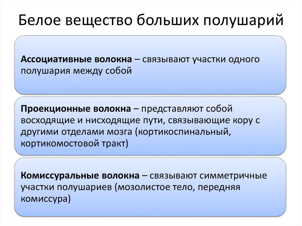 Белое вещество больших полушарий