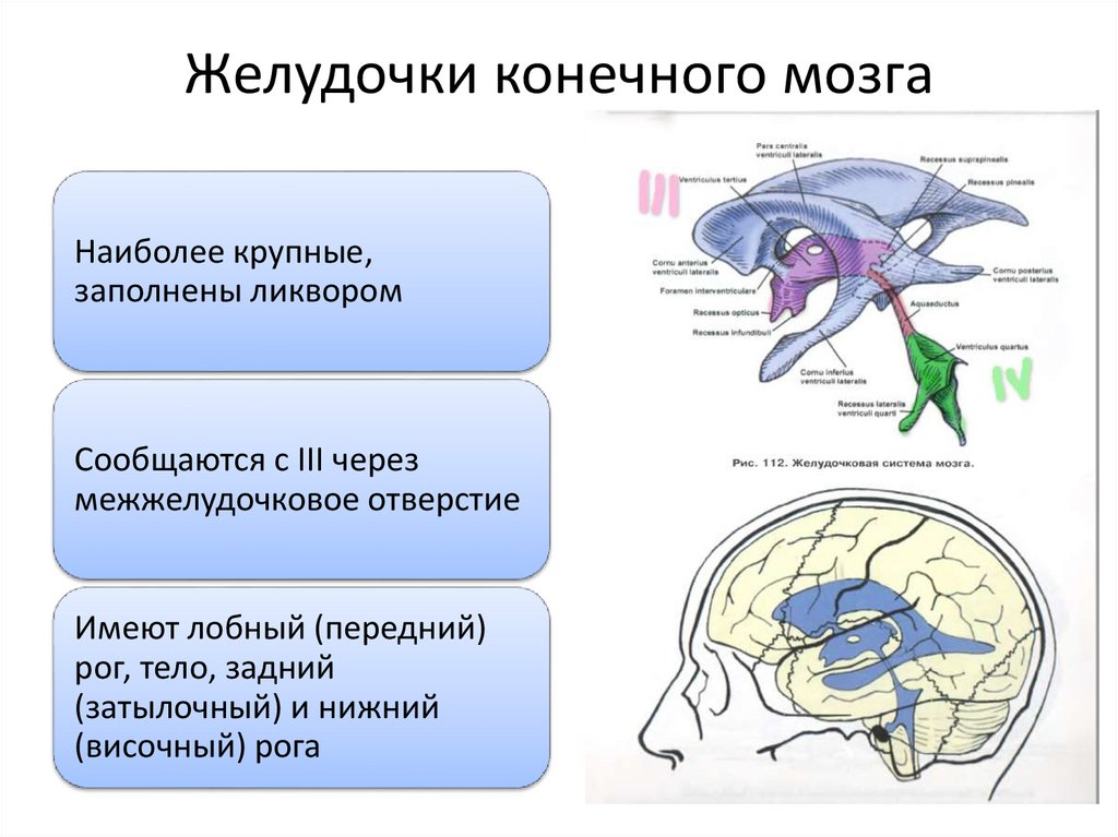 Желудочки конечного мозга