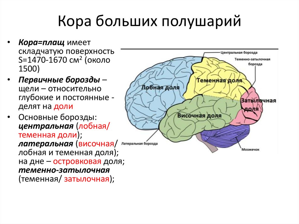 Кора больших полушарий