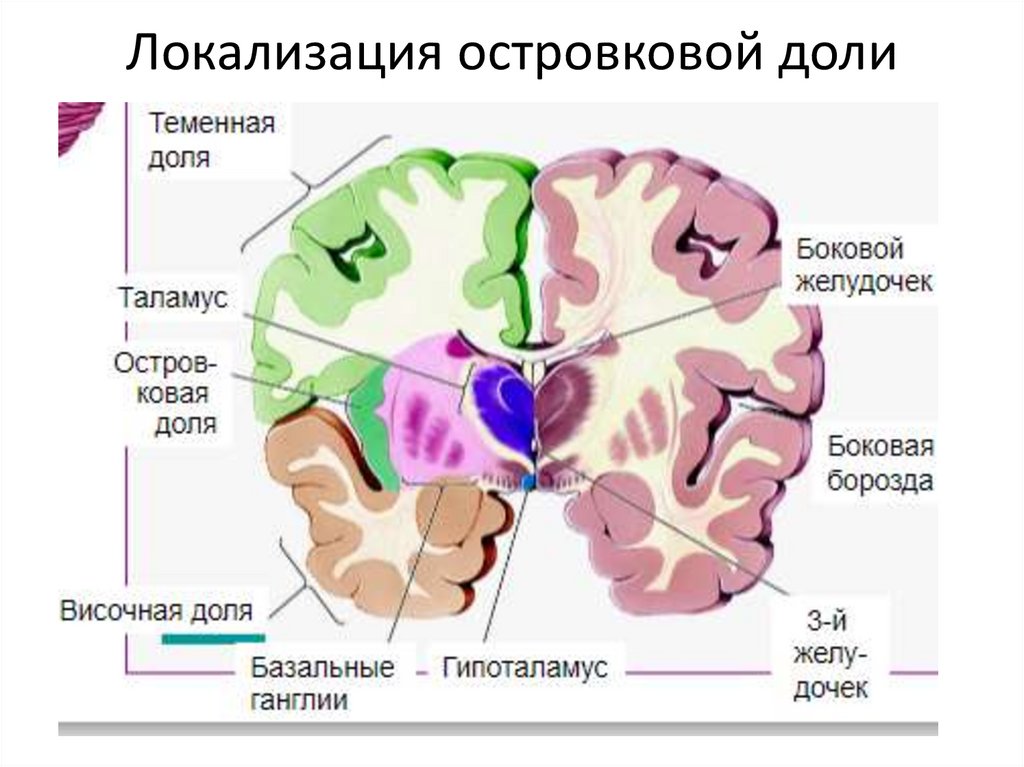 Локализация островковой доли