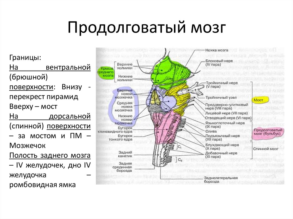 Продолговатый мозг