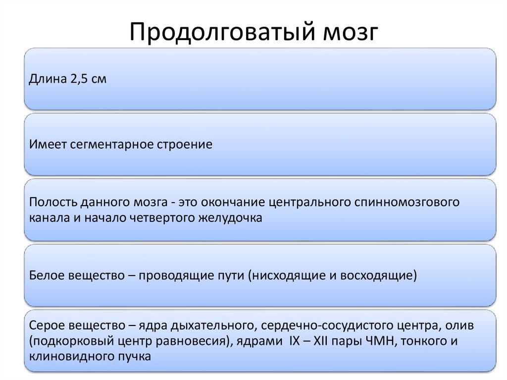 Продолговатый мозг