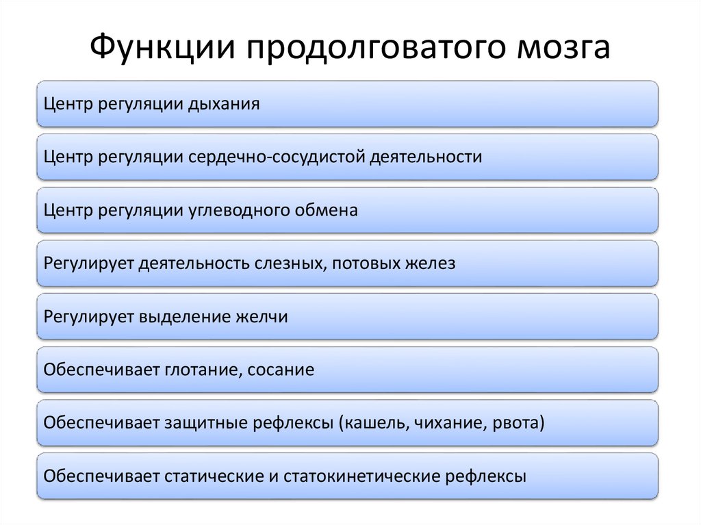 Функции продолговатого мозга