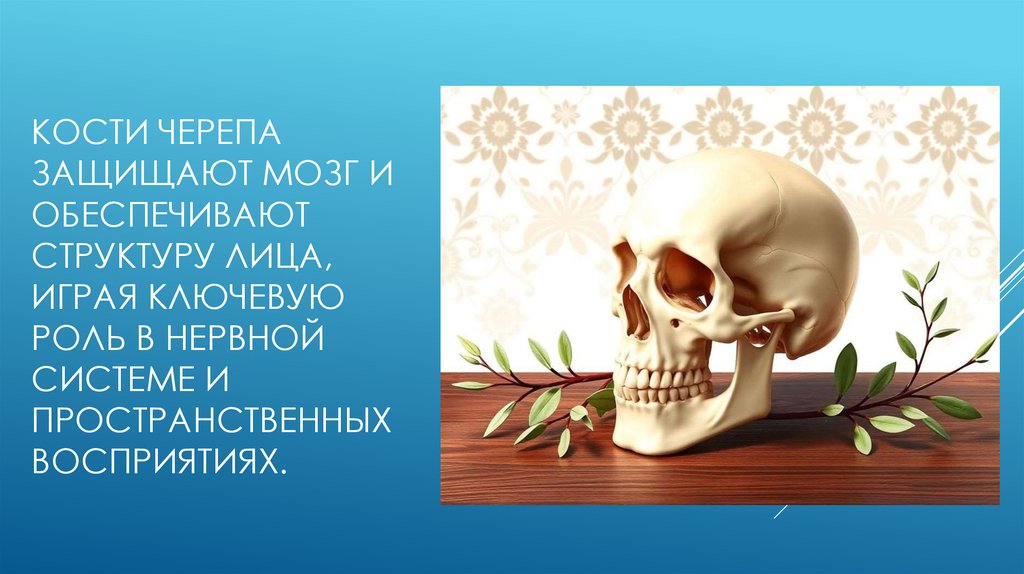 Кости черепа защищают мозг и обеспечивают структуру лица, играя ключевую роль в нервной системе и пространственных восприятиях.