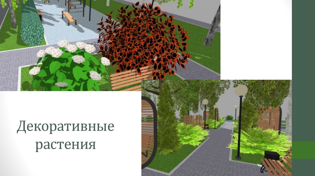 Декоративные растения