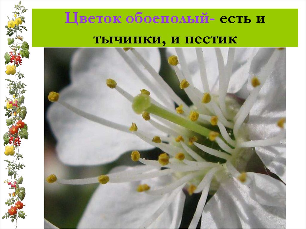 Цветок обоеполый- есть и тычинки, и пестик