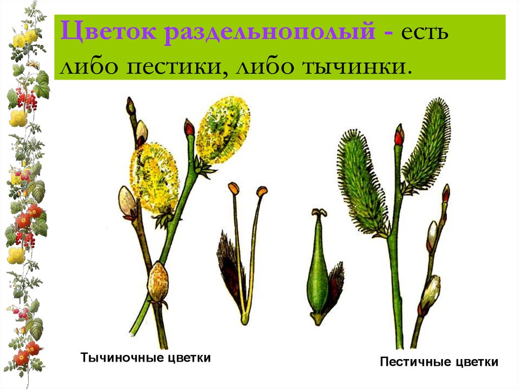 Цветок раздельнополый - есть либо пестики, либо тычинки.