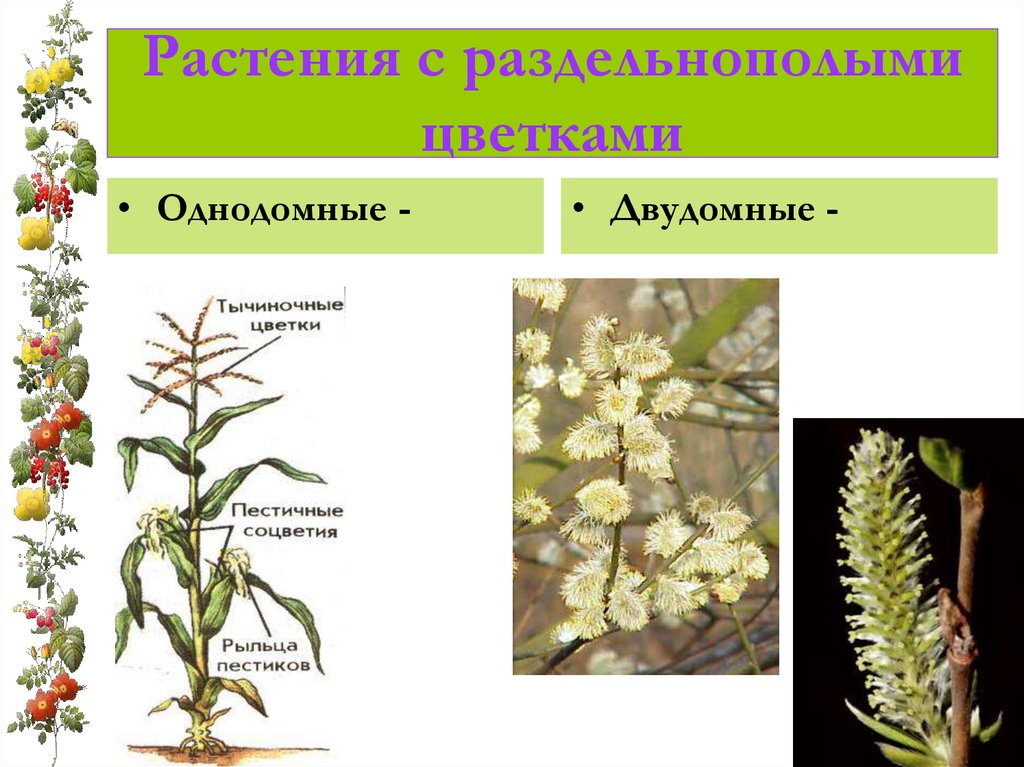 Растения с раздельнополыми цветками