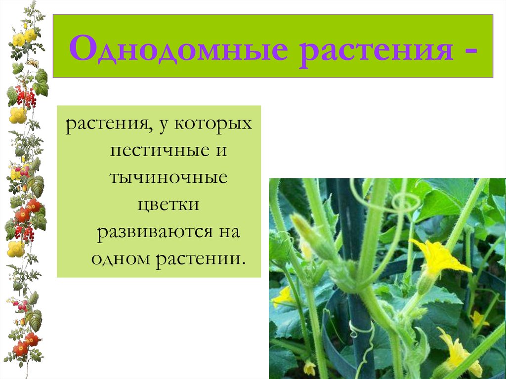 Однодомные растения -