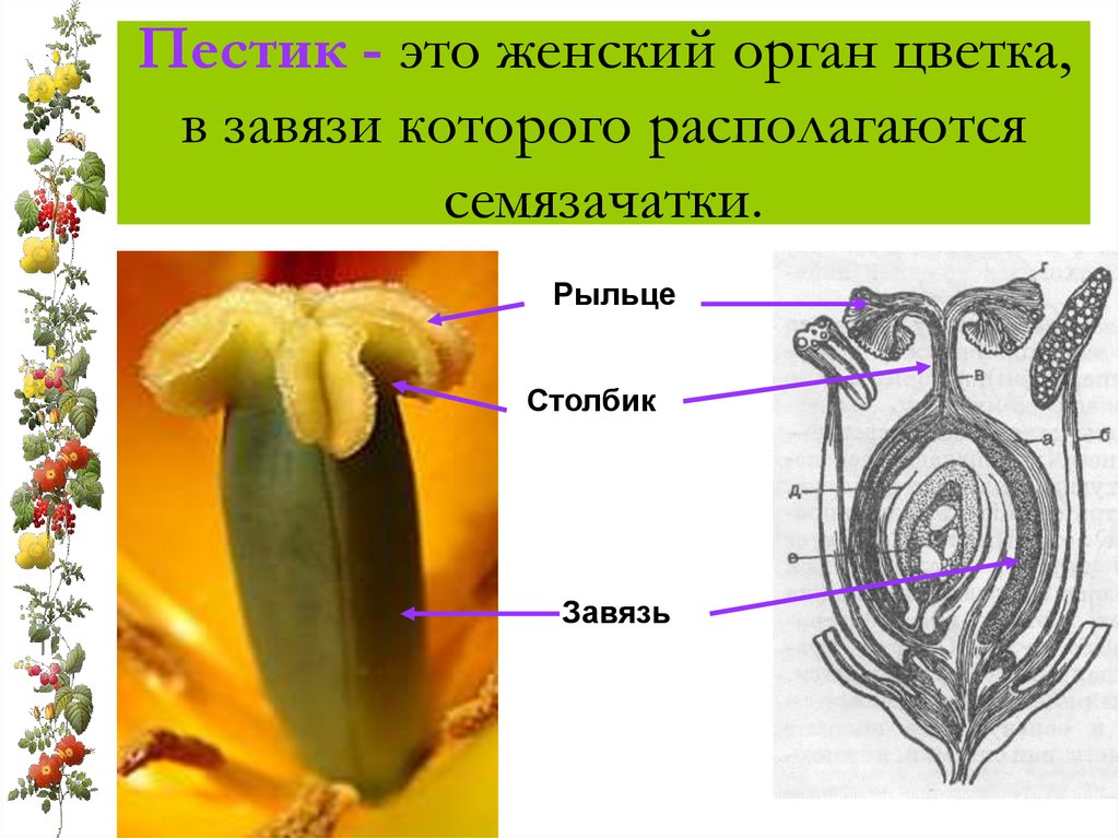 Пестик - это женский орган цветка, в завязи которого располагаются семязачатки.