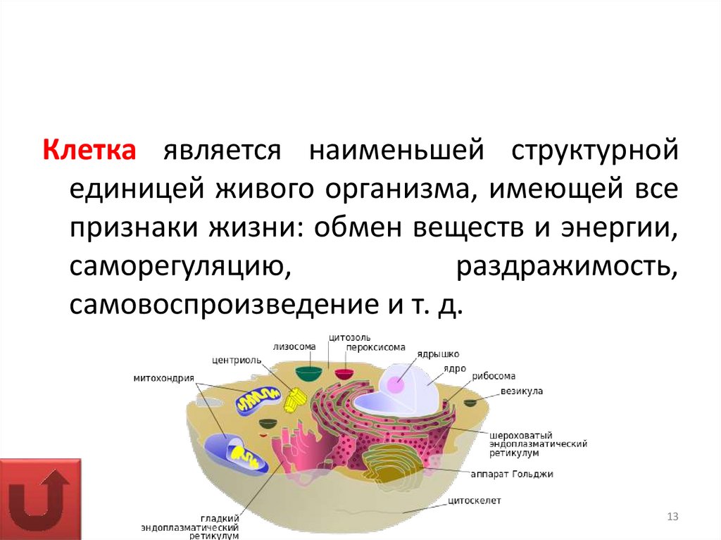 Функции воды