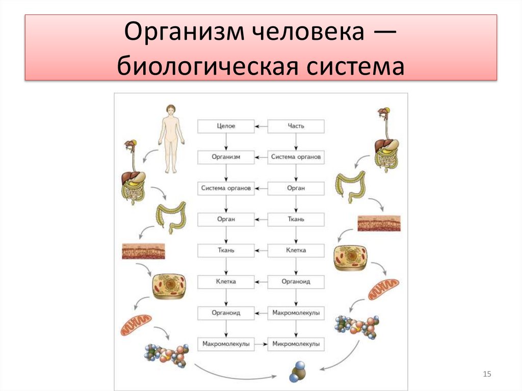 Самостоятельная работа. Прочитайте текст в учебнике на стр. 26 (Уровни организации человека) и выполните задание.