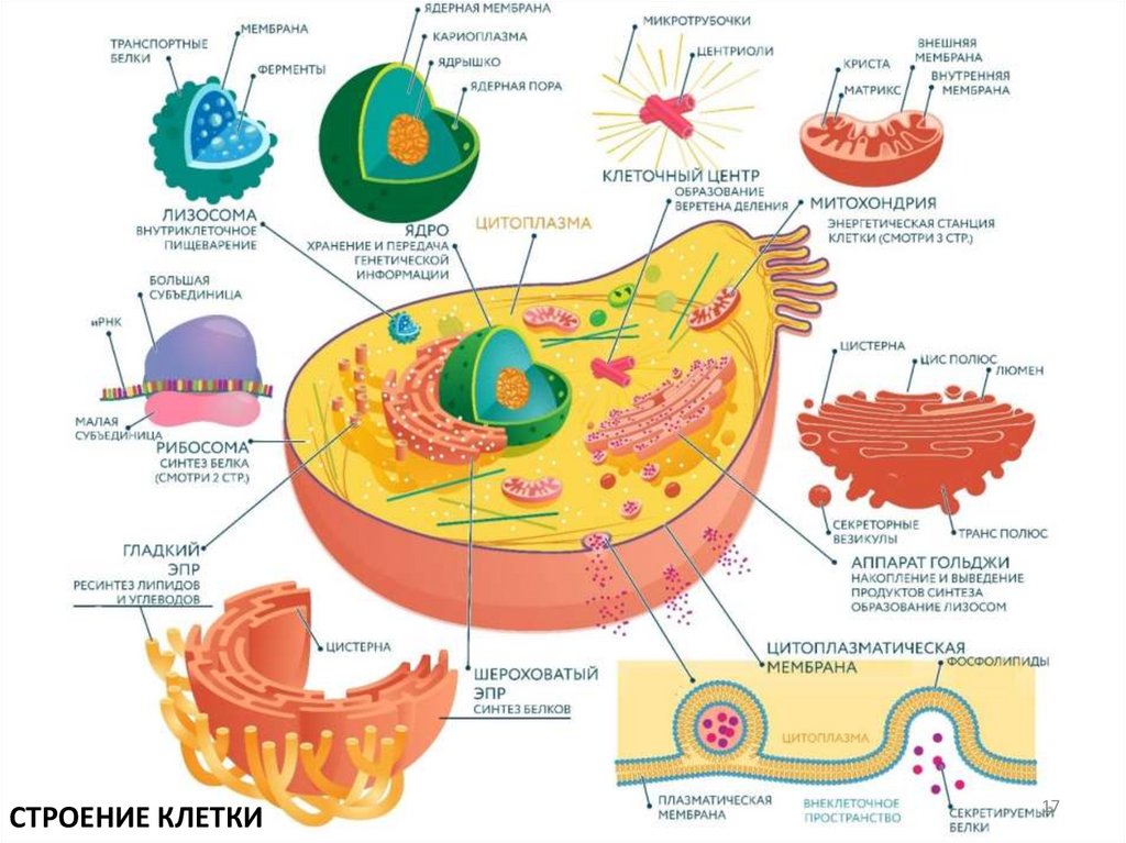Самостоятельная работа. Прочитайте текст в учебнике на стр. 26-27 (Химический состав клетки) и выполните задание.