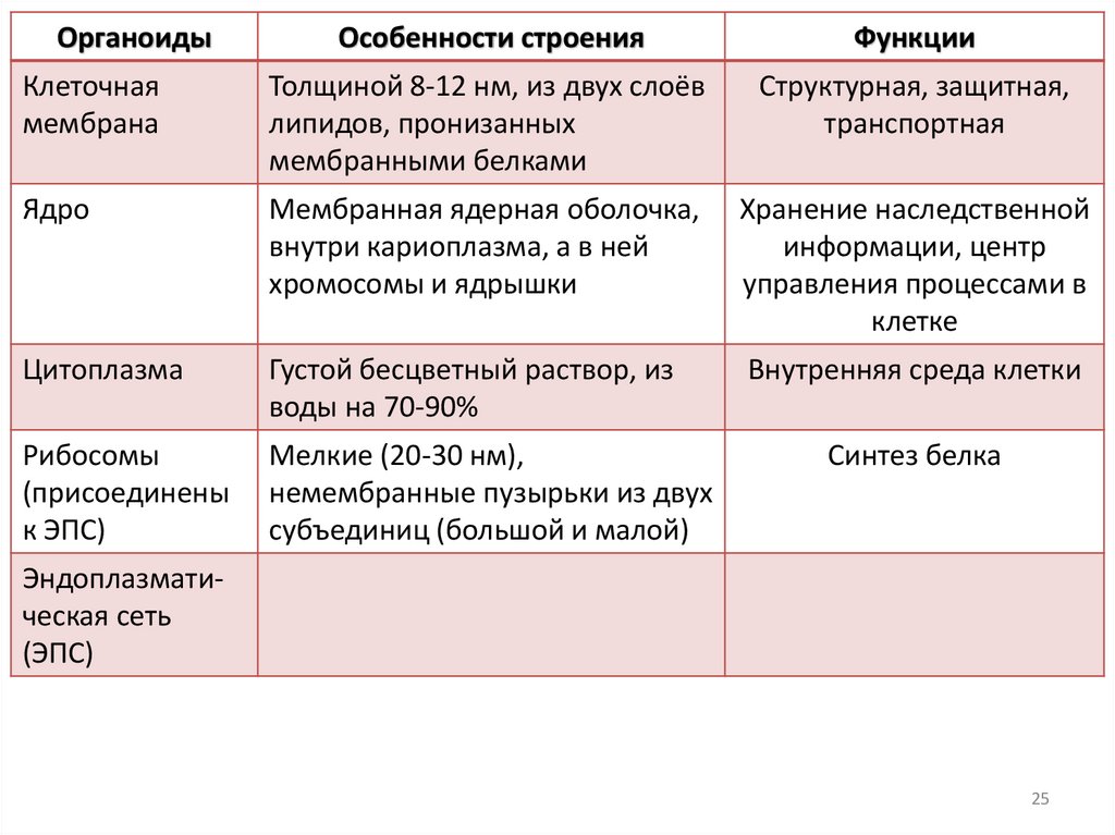 Цитоплазма