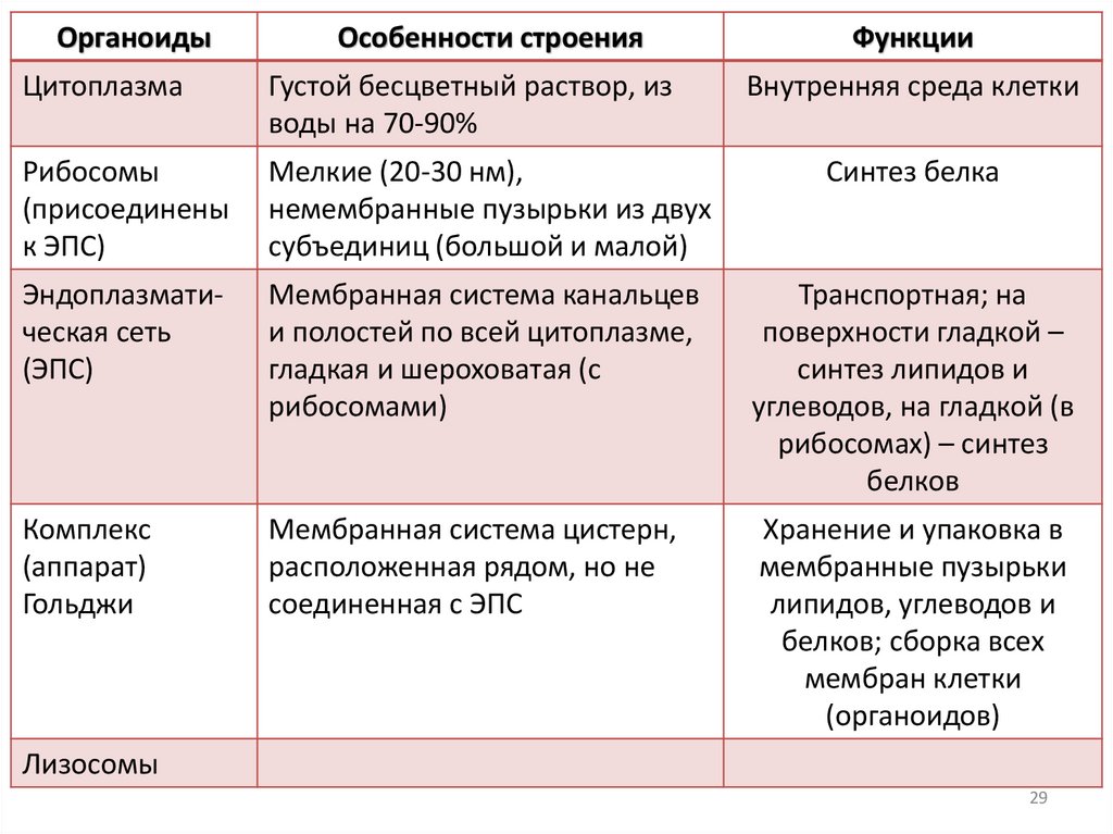 Эндоплазматическая сеть
