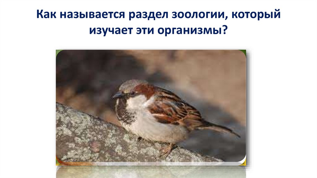 Как называется раздел зоологии, который изучает эти организмы?