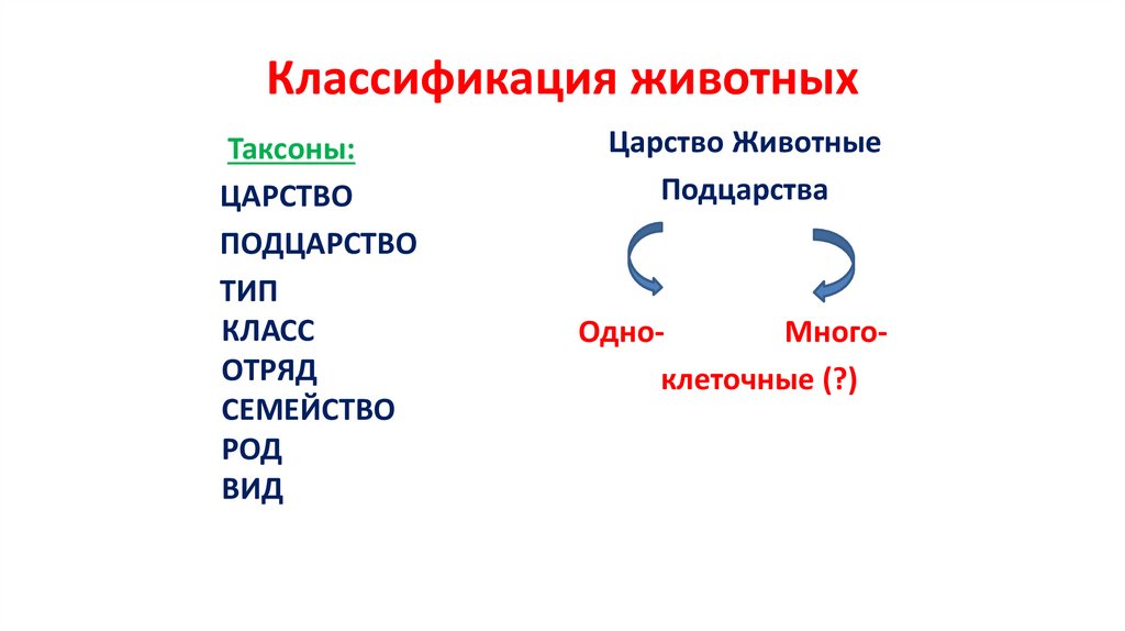 Классификация животных