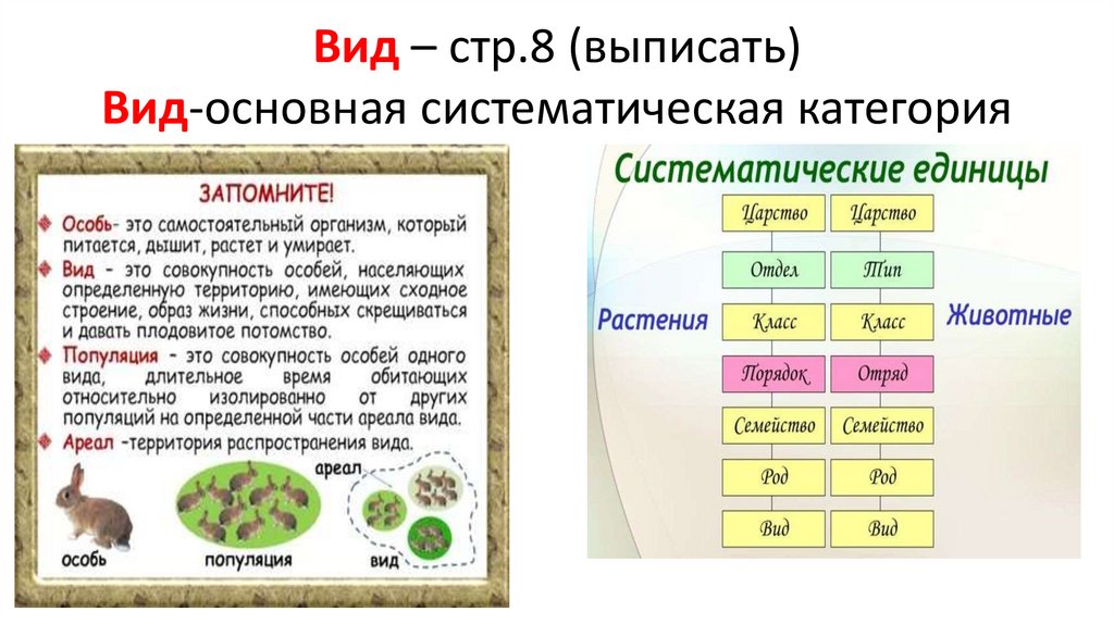 Вид – стр.8 (выписать) Вид-основная систематическая категория