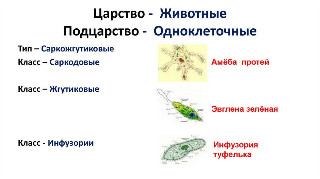 Царство - Животные Подцарство - Одноклеточные