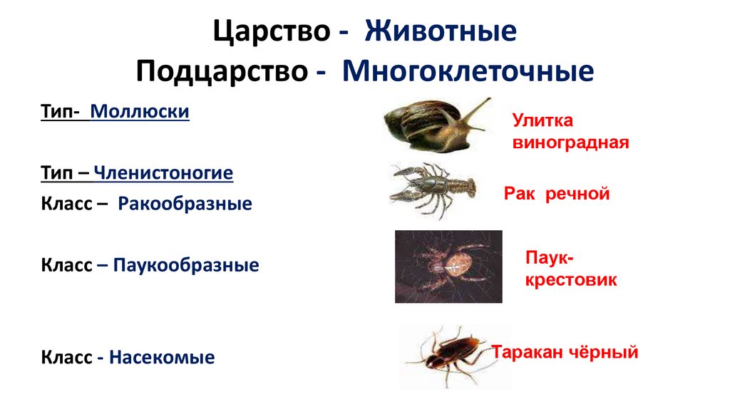 Царство - Животные Подцарство - Многоклеточные