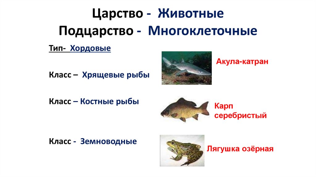 Царство - Животные Подцарство - Многоклеточные