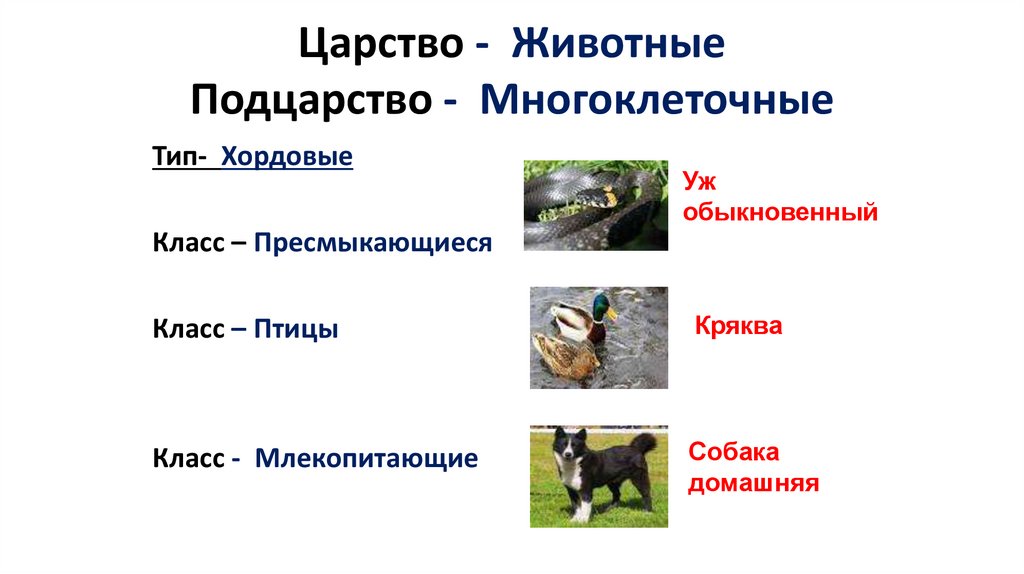 Царство - Животные Подцарство - Многоклеточные