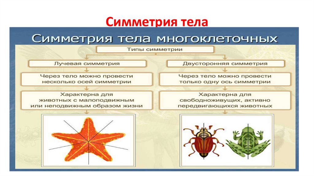 Симметрия тела