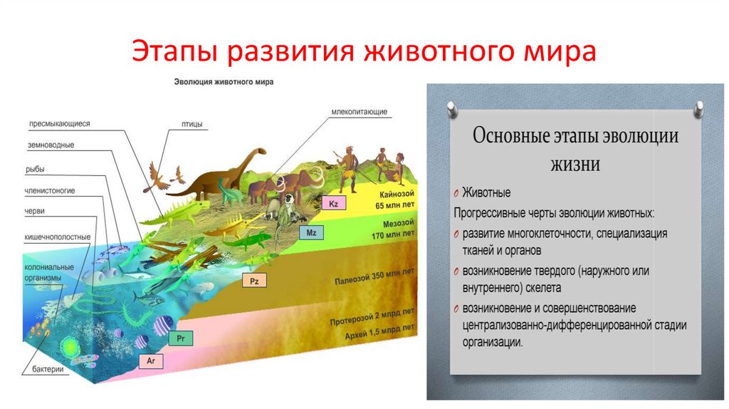Этапы развития животного мира