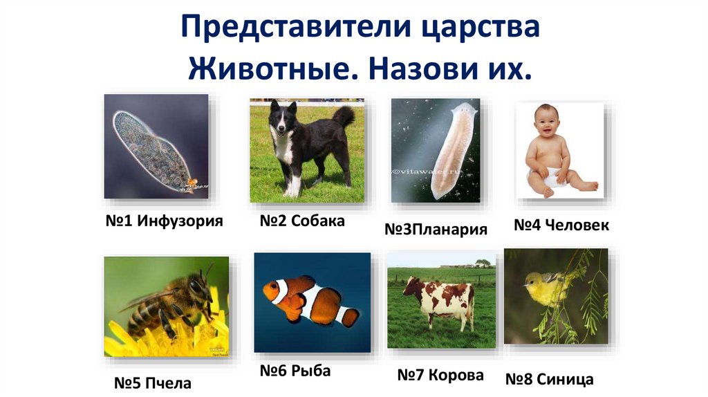 Представители царства Животные. Назови их.