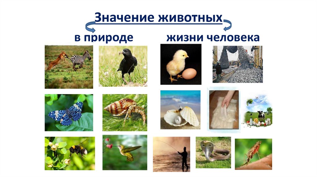Значение животных