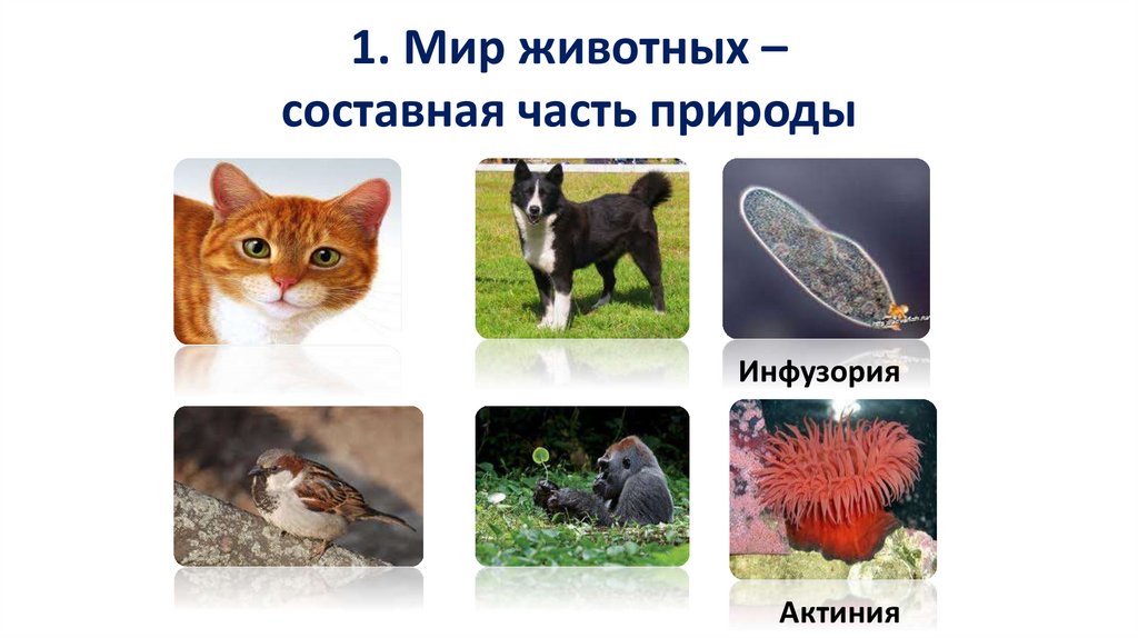 1. Мир животных – составная часть природы