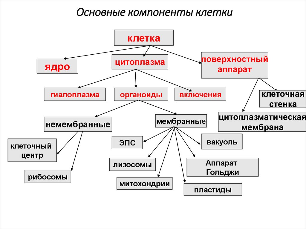 Основные компоненты клетки