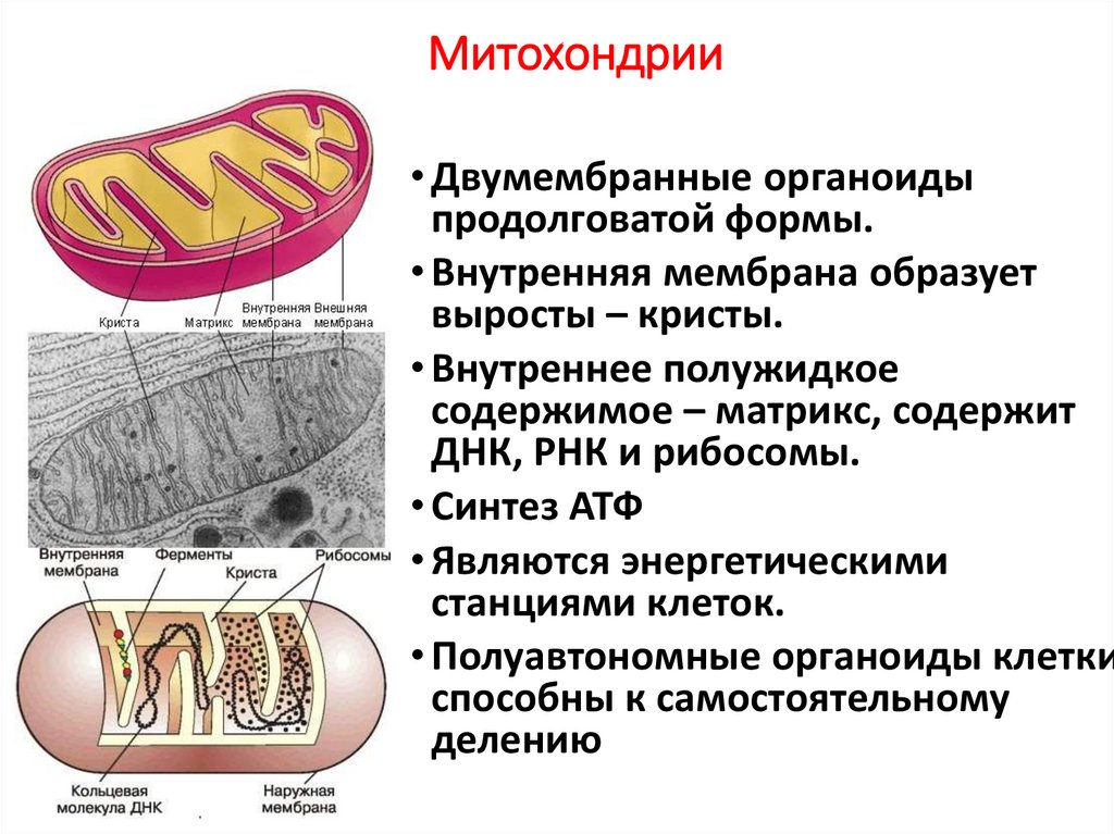 Митохондрии