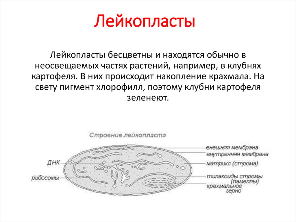 Лейкопласты