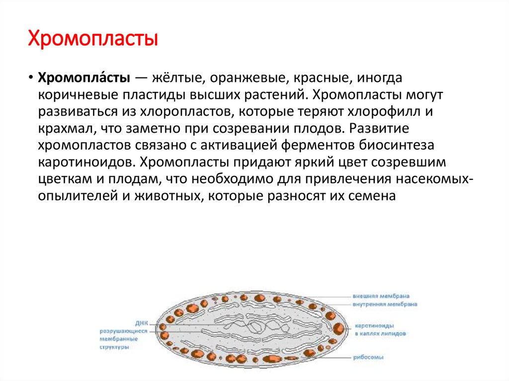 Хромопласты