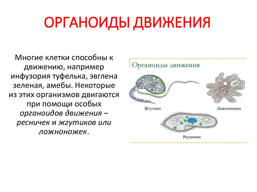 ОРГАНОИДЫ ДВИЖЕНИЯ