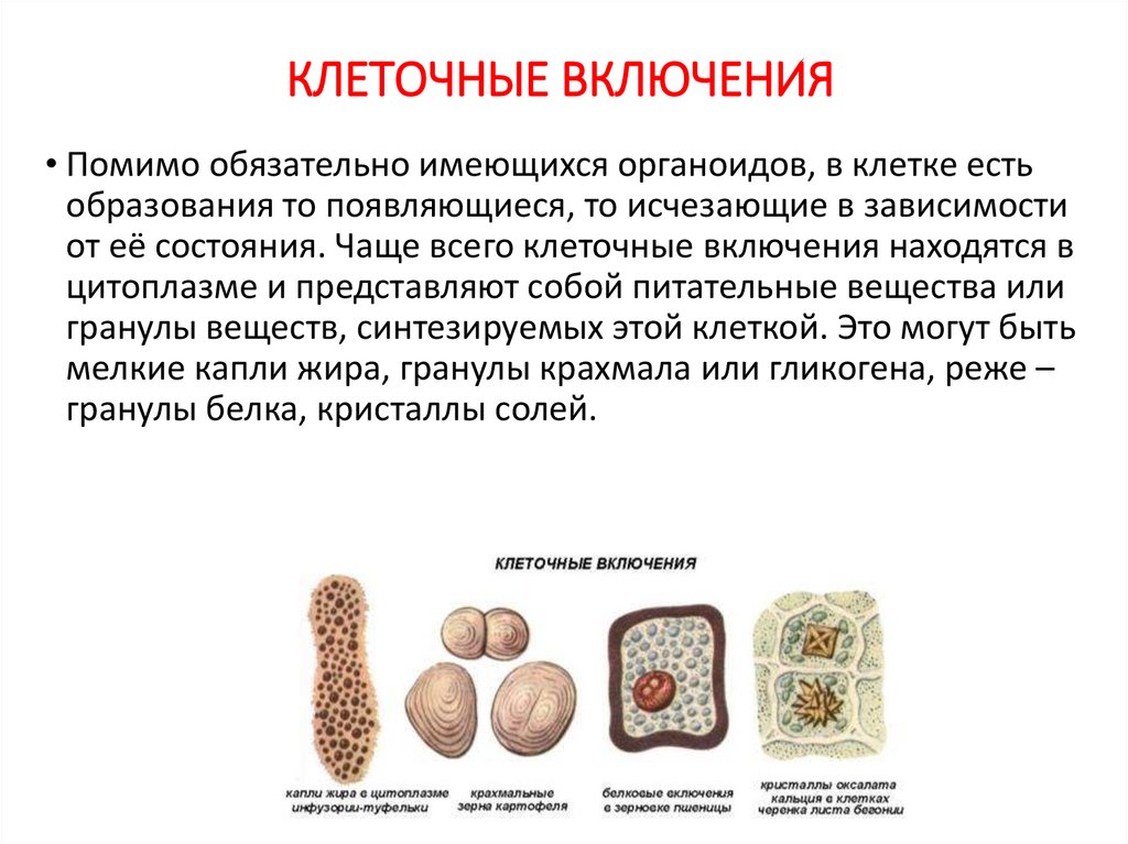 КЛЕТОЧНЫЕ ВКЛЮЧЕНИЯ