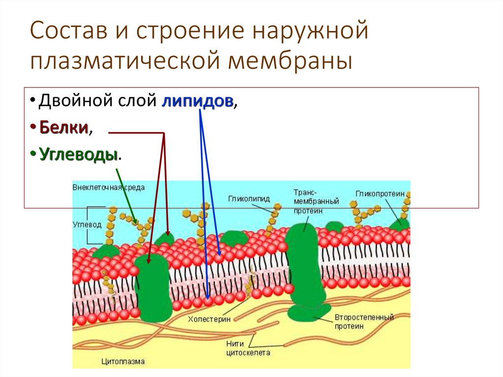 Состав и строение наружной плазматической мембраны