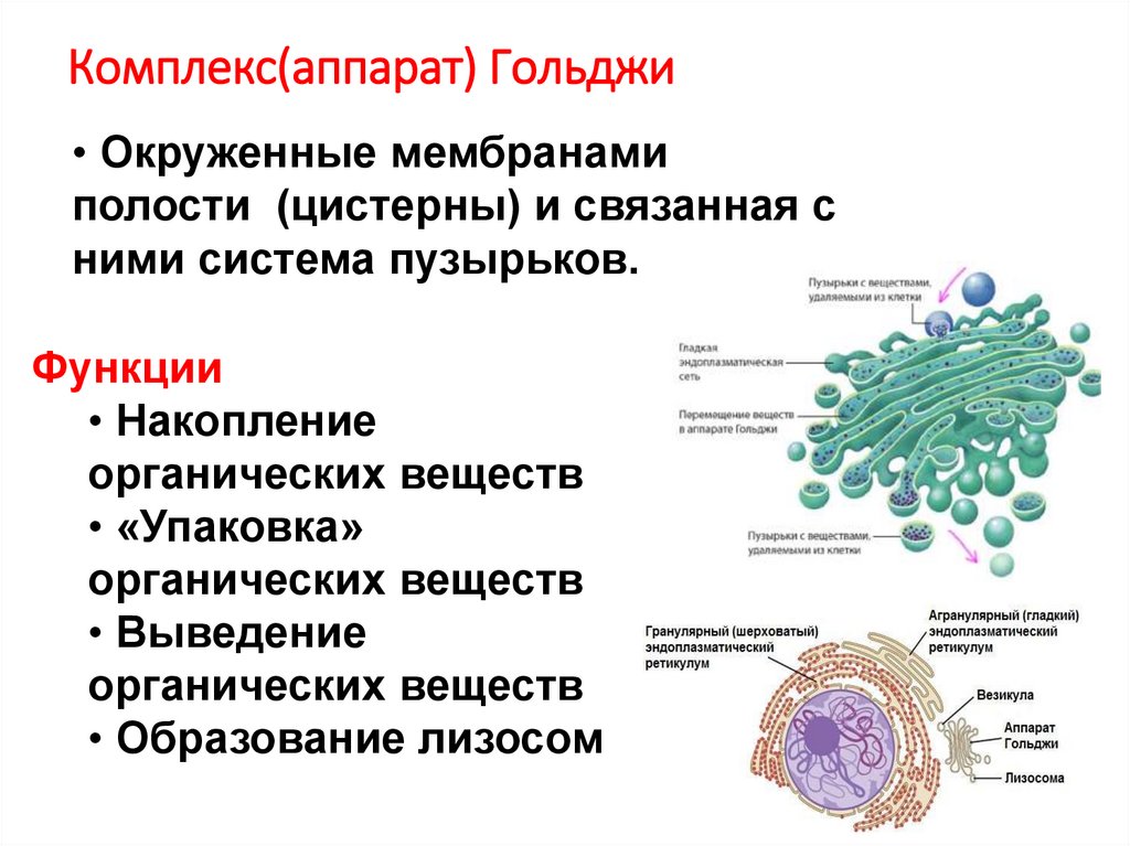 Комплекс(аппарат) Гольджи
