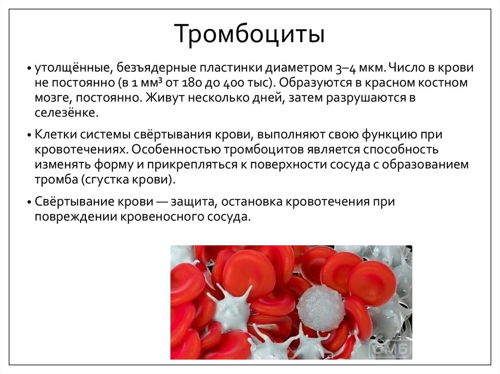 Тромбоциты