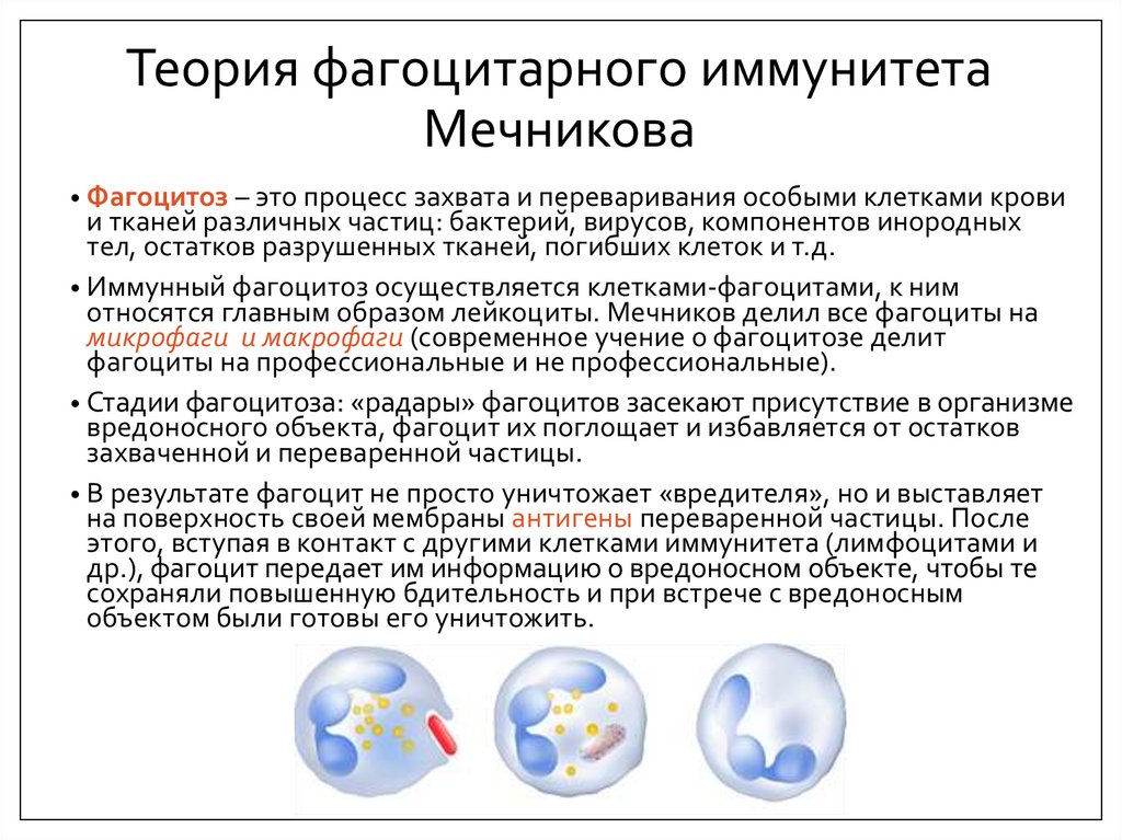 Теория фагоцитарного иммунитета Мечникова