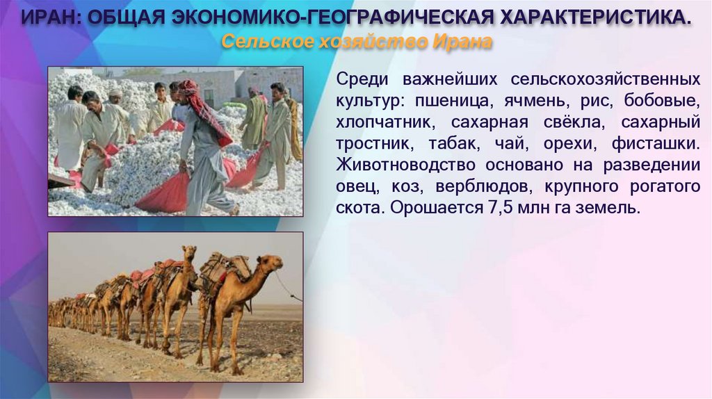 ИРАН: ОБЩАЯ ЭКОНОМИКО-ГЕОГРАФИЧЕСКАЯ ХАРАКТЕРИСТИКА. Сельское хозяйство Ирана