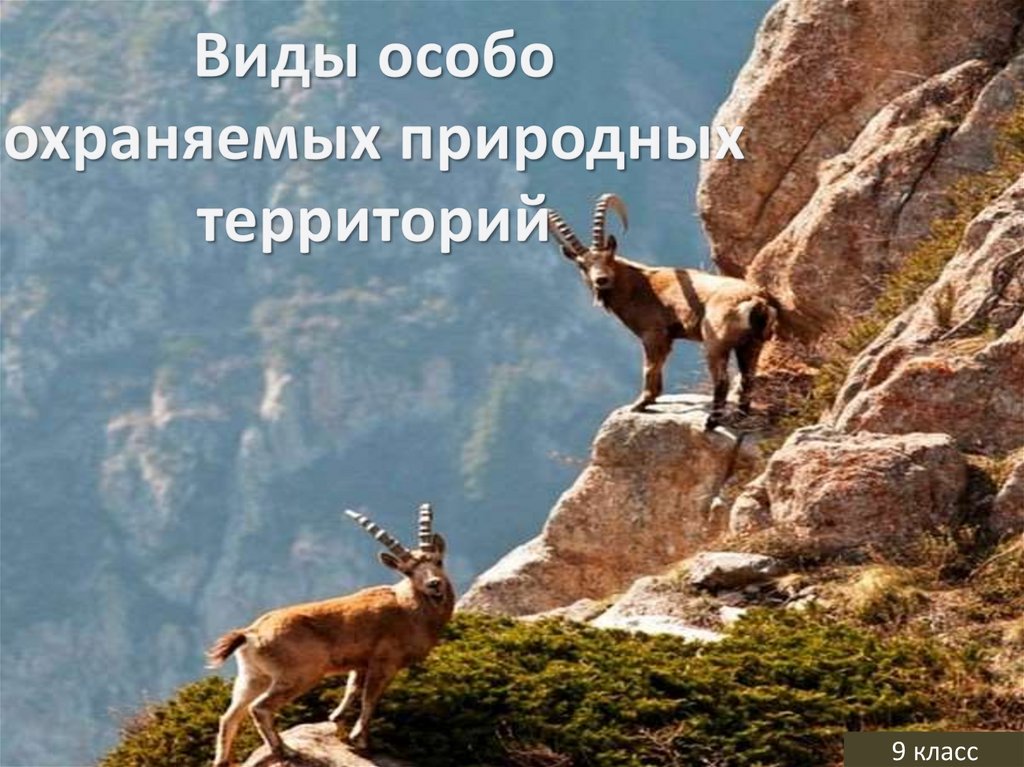 Виды особо охраняемых природных территорий