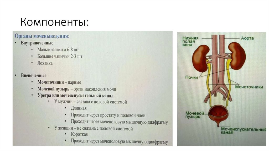 Компоненты: