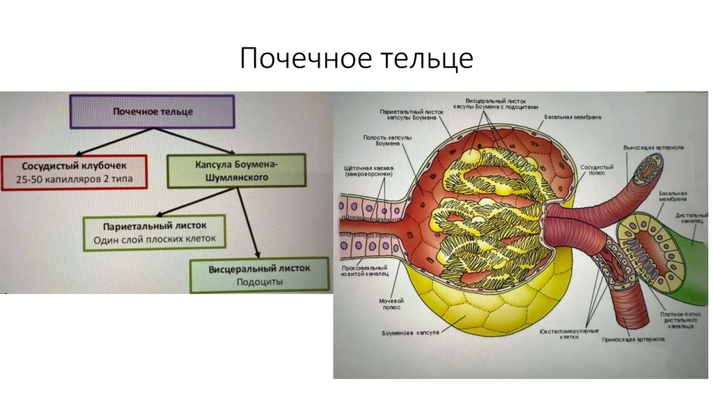 Почечное тельце