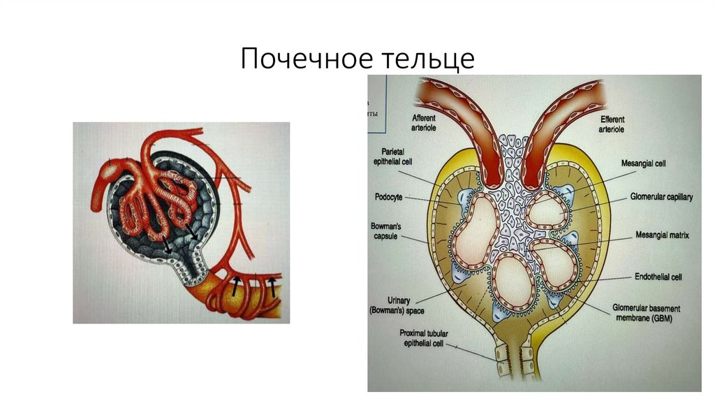 Почечное тельце