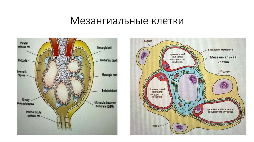 Мезангиальные клетки
